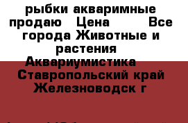 рыбки акваримные продаю › Цена ­ 30 - Все города Животные и растения » Аквариумистика   . Ставропольский край,Железноводск г.